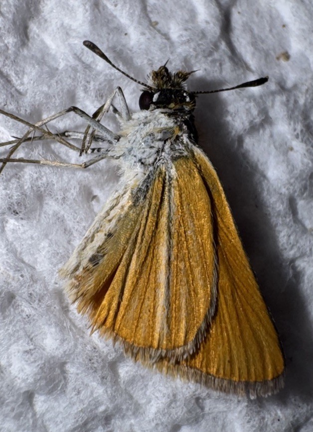 JS - Southern Skipperling Capaeodes minima