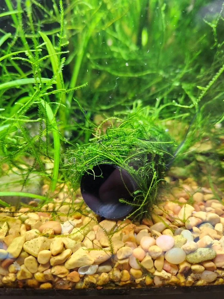 Java Moss / Christmas Moss (20 grams or .70 oz)