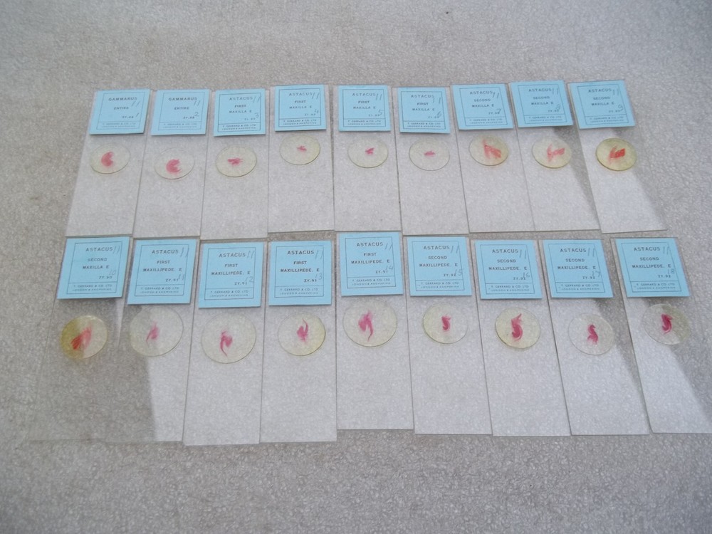 Vintage Glass Microscope Slides -