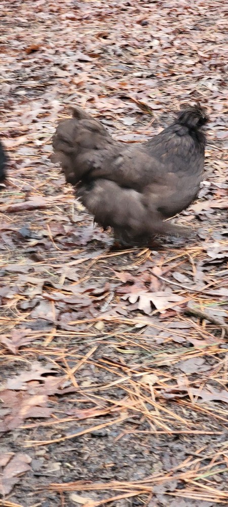 mottled silkie hatching eggs