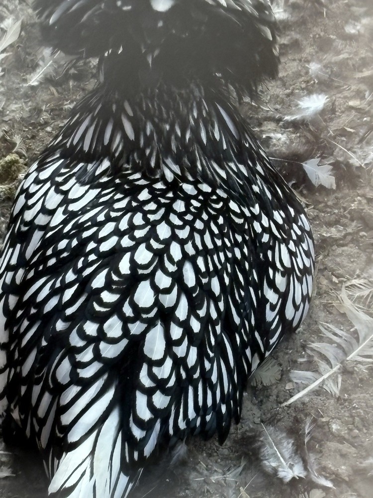 12 —TOTAL -pure silver Laced Polish Eggs