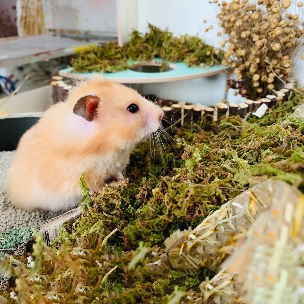 5L Forest Moss For Hamster Bedding Nesting Syrian Gerbil Cage Accessory