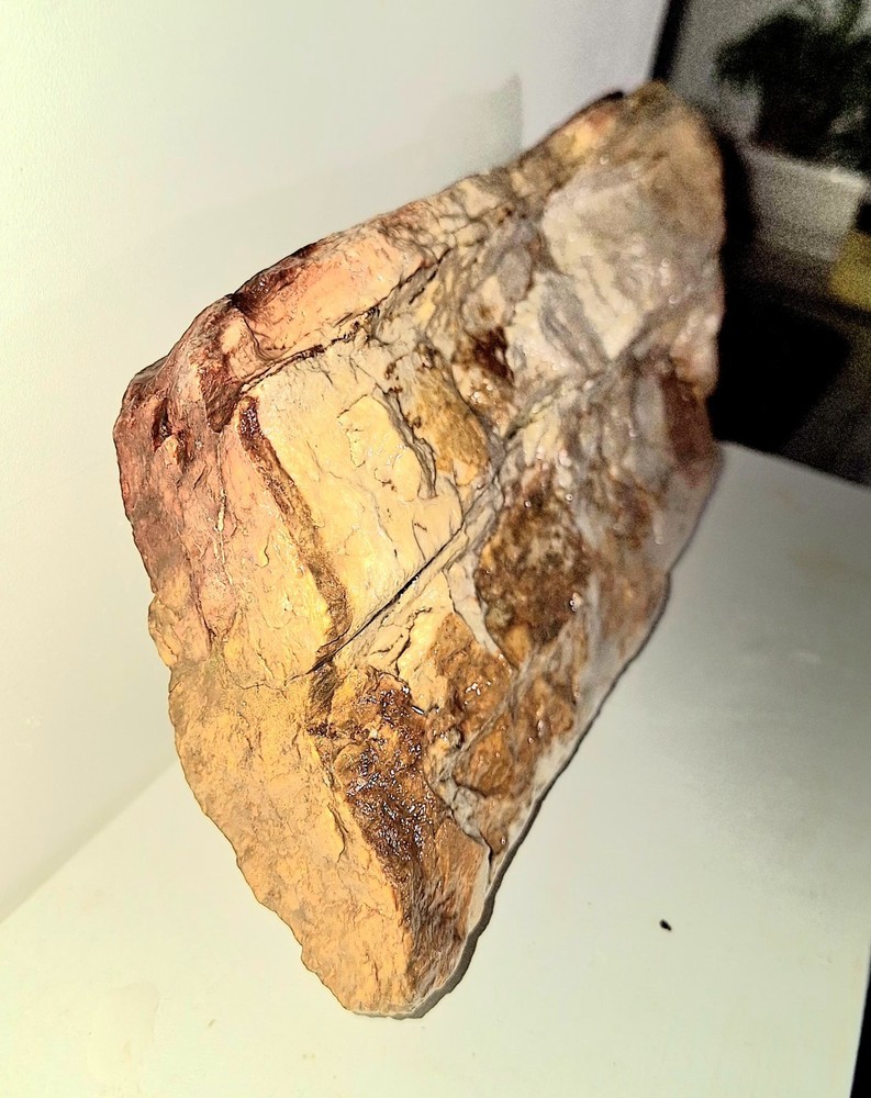 Petrified Wood