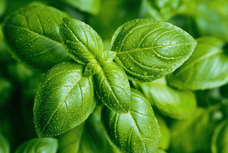 4 oz Candle Scent Oil-BASIL