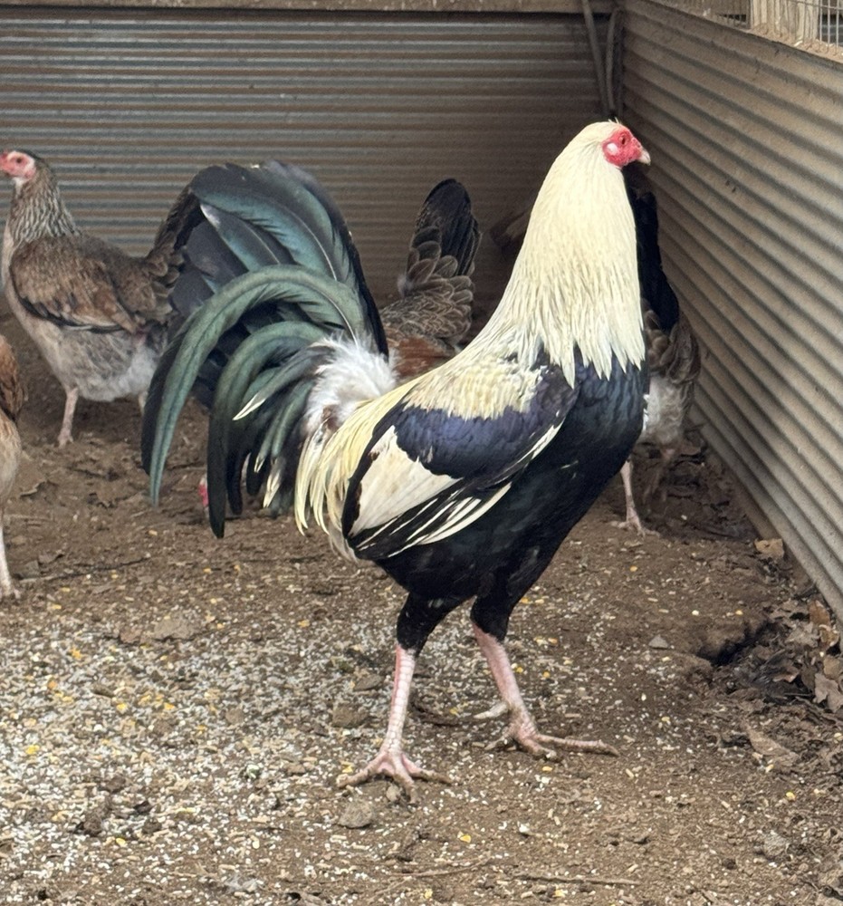 6+ Madigan Chicken Hatching Eggs