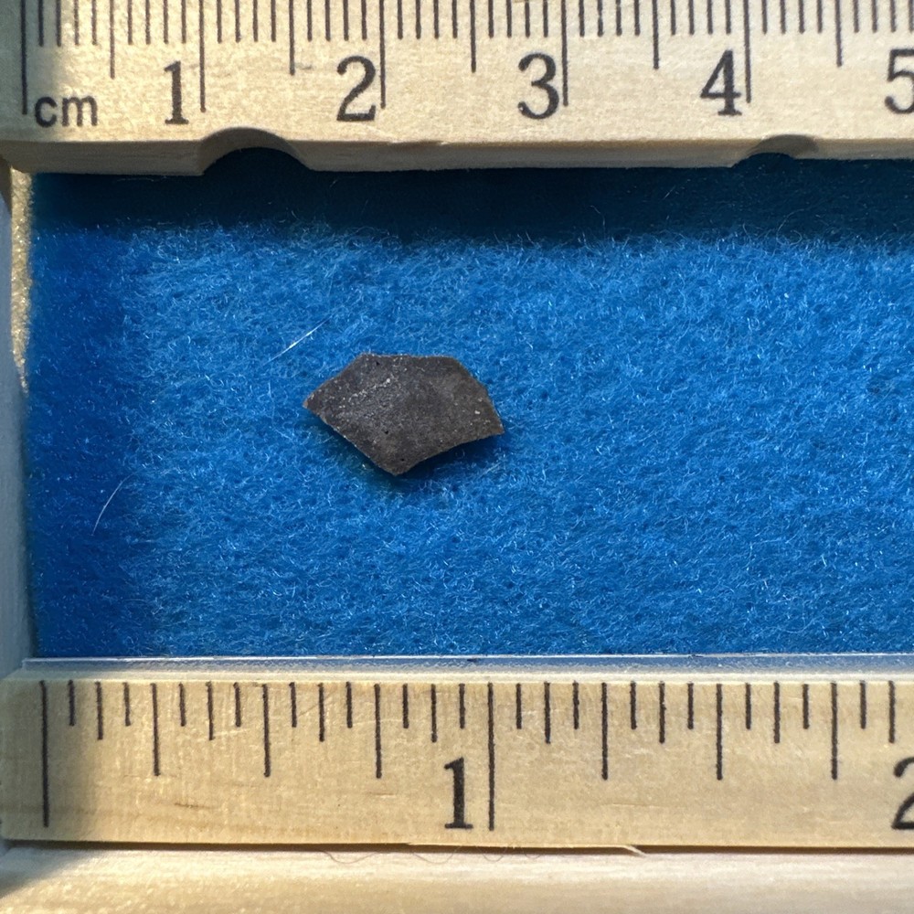 Dryosaurus Extinct Dinosaur Eggshell Fossil Piece in Display Case