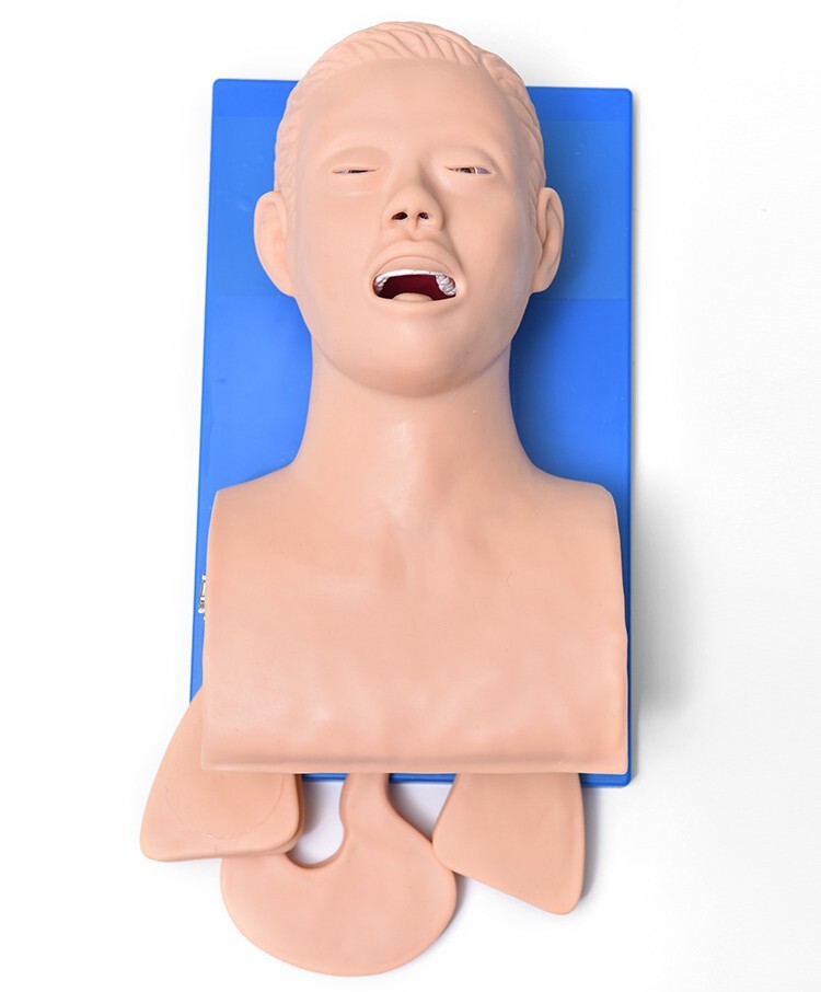 110V-220V Universal Tracheal Intubation Training Teaching Model with Indicator
