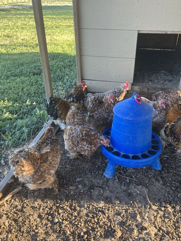 6+ Calico Cochin Bantam Hatching Eggs