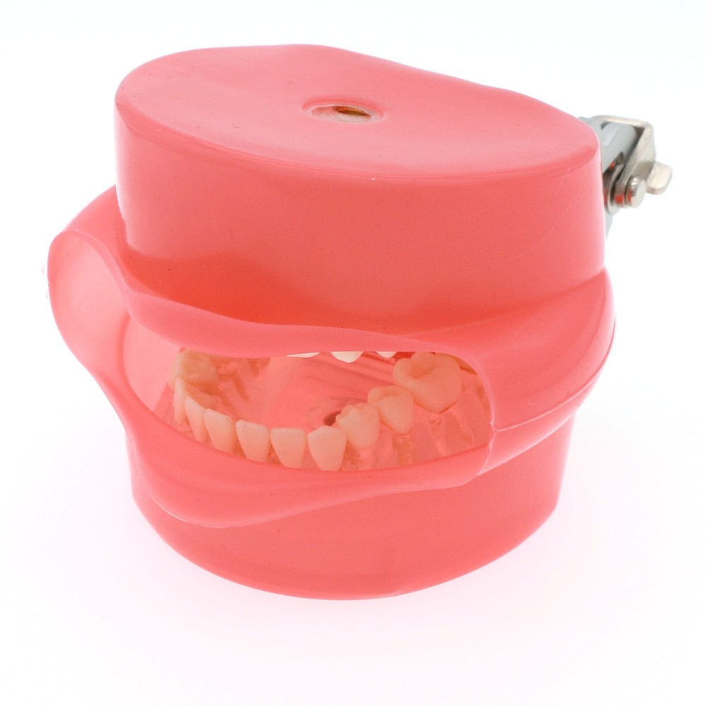 Dental Typodont Standard Teeth Model Soft Gum Simulation Cheek 28Pcs Removable
