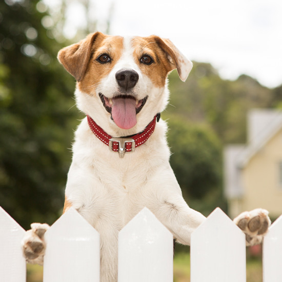 Rogz Dog Collar - Safety Stretch Release Collar - Medium / Large / Extra Large