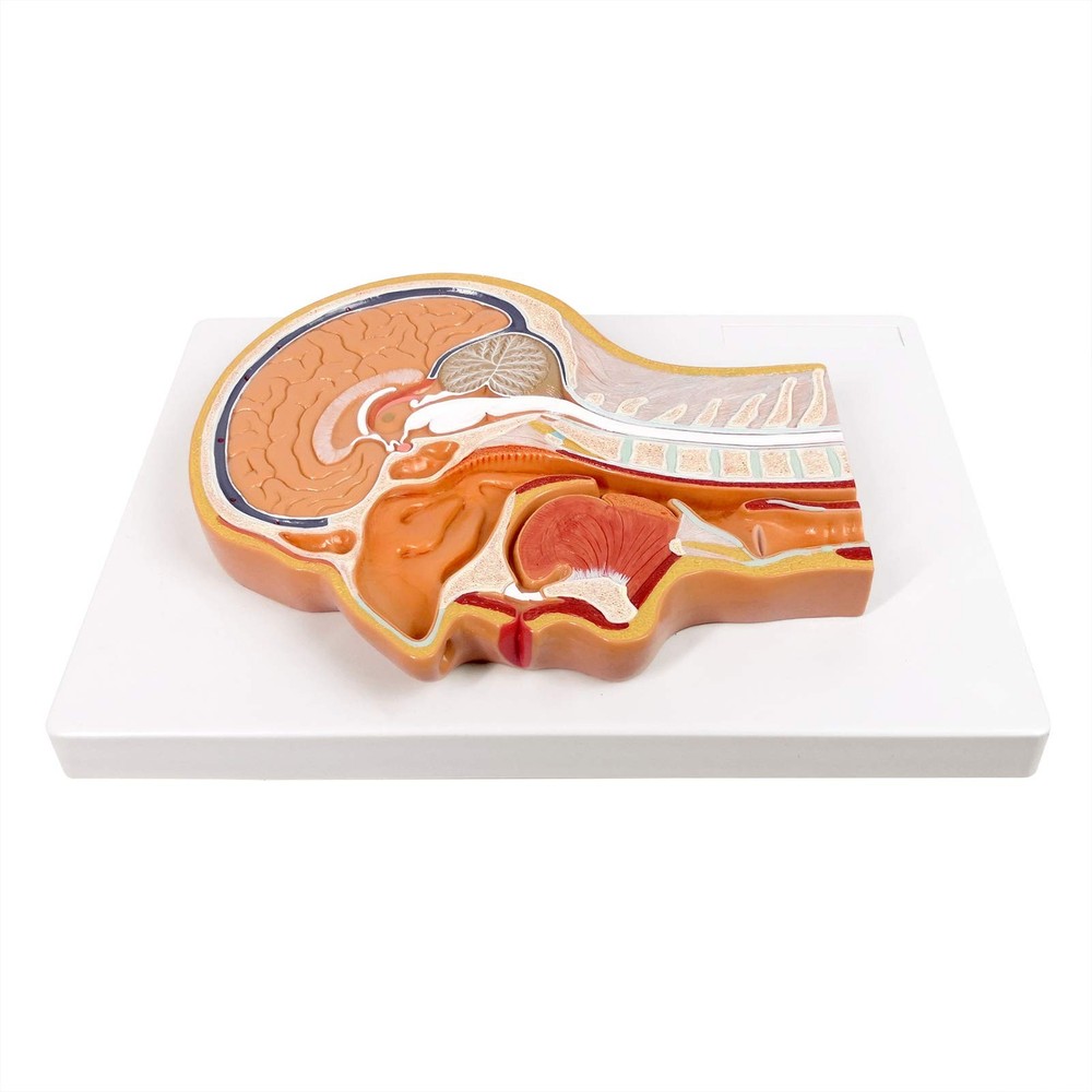 Evotech Scientific Human Relief Median Section Head Model, Head and Brain Model,