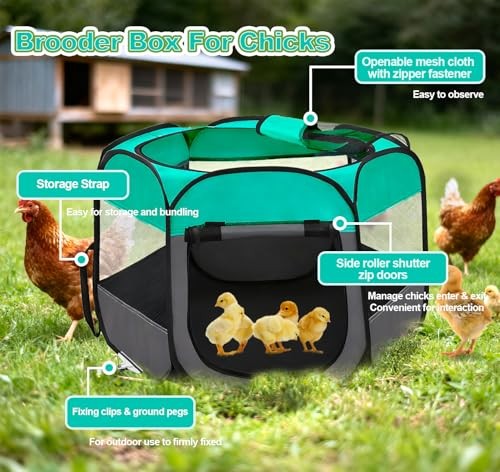 Pop Up Chicken Brooder Starter Kit - Easy to Assemble, Portable & Easy to