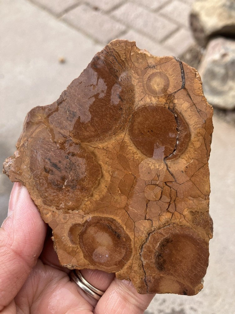 Obicular Jasper Slab