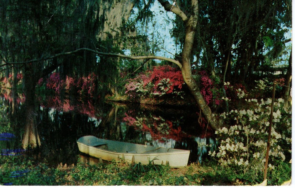 MAGNOLIA GARDENS, CHARLESTON, S.C. - PC5207