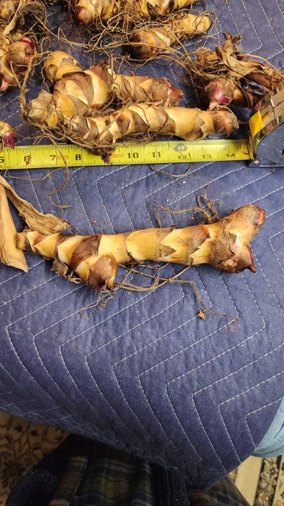 Canna Lily 12 Rhizomes