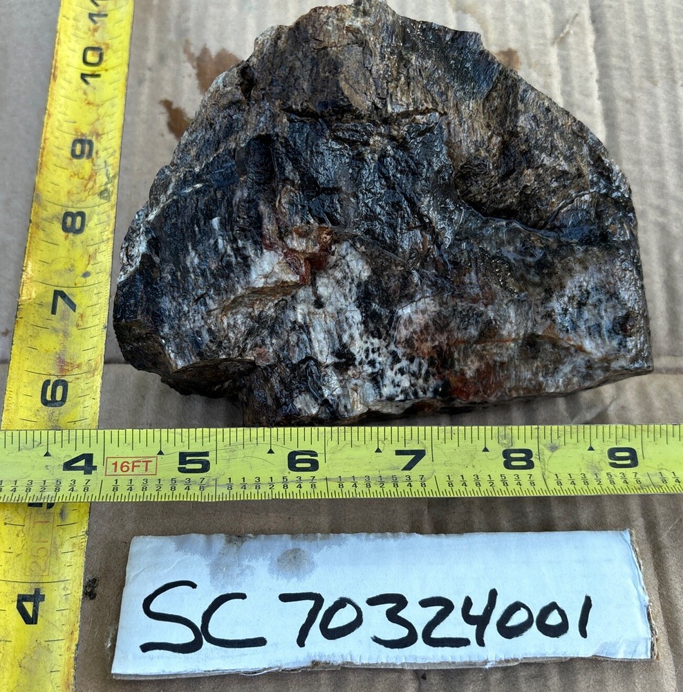 Silver Creek Junction petrified wood