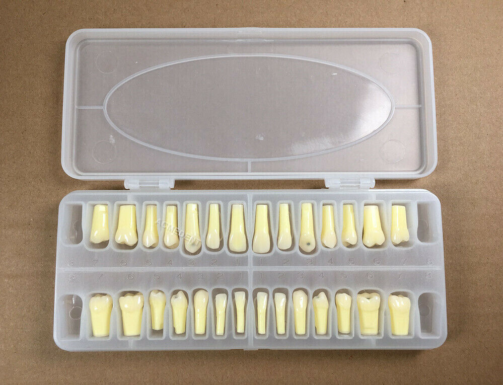 Dental Caries Remove Teeth Decayed Removing Practise Model Dentist Student Test