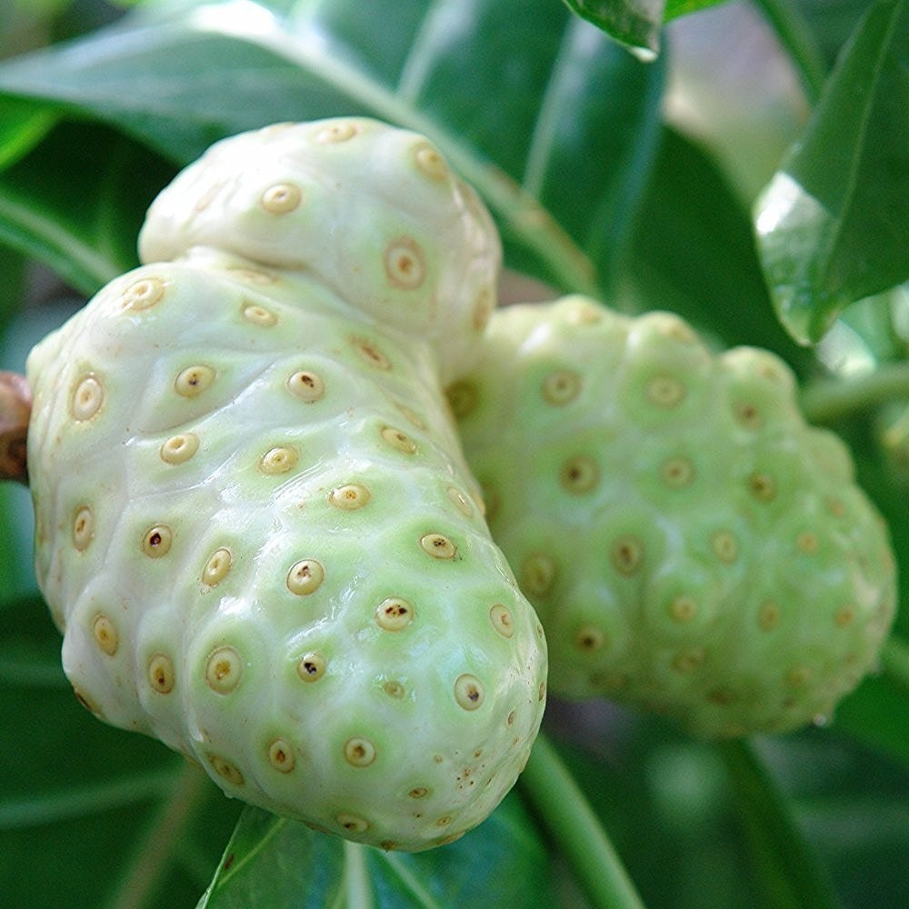 Libido increase - NONI – KOREAN GINSENG COMBO - noni tablets