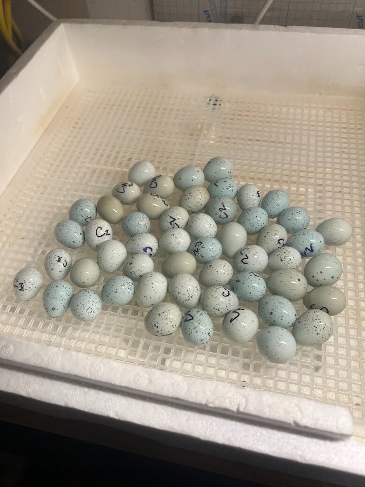 12 Celadon Blue Quail Red Range Jumbo Hatching Eggs, Good Genetics