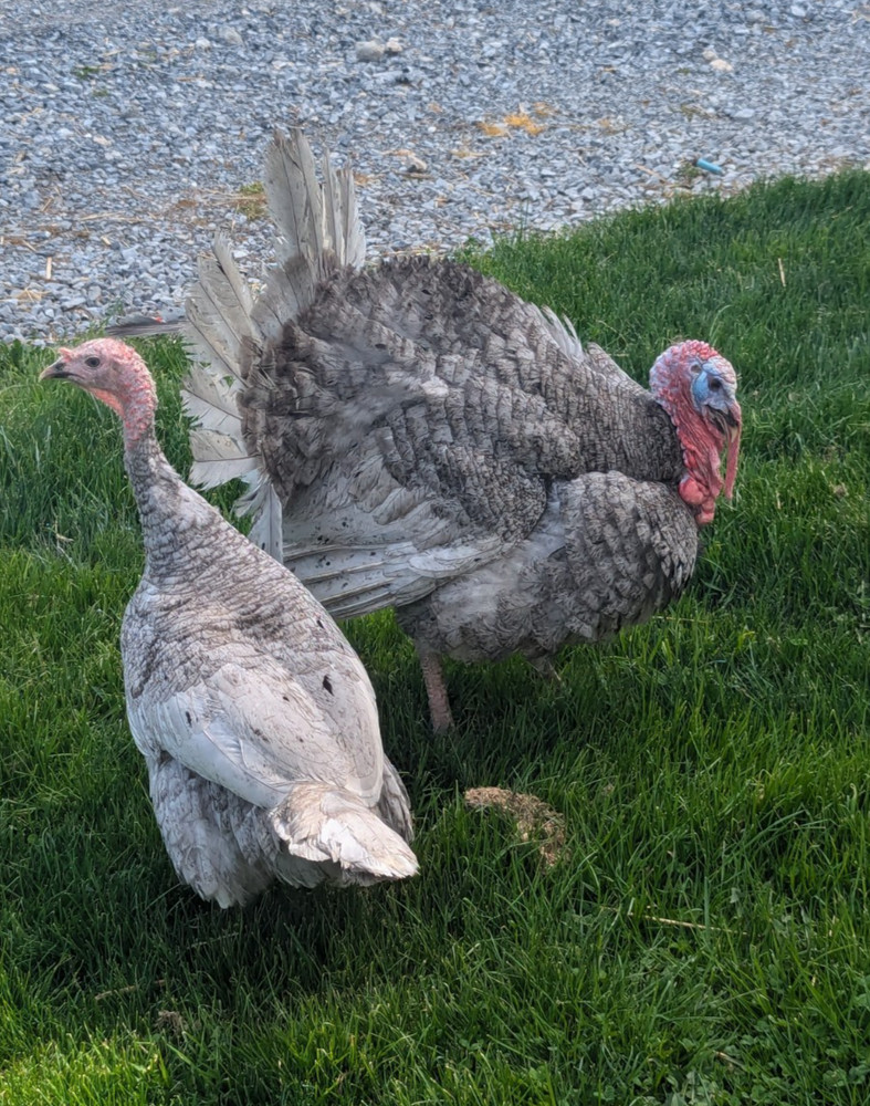 6 Blue Slate Turkey Hatching Eggs