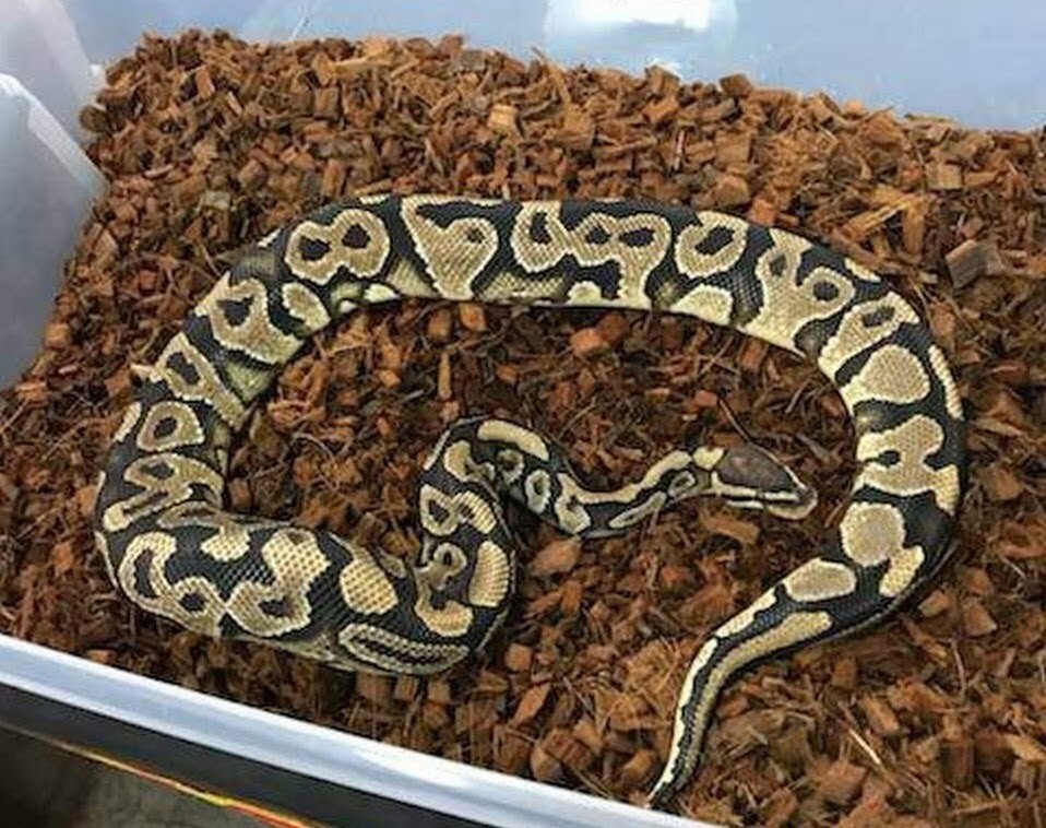 FOUR PACK - Freedom breeder CocoBlox - 10 pound block