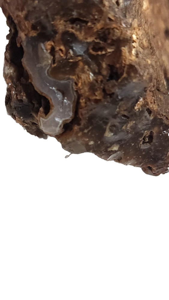 Agatized Petrified Wood Unique Specimen Rock Agate Inclusions