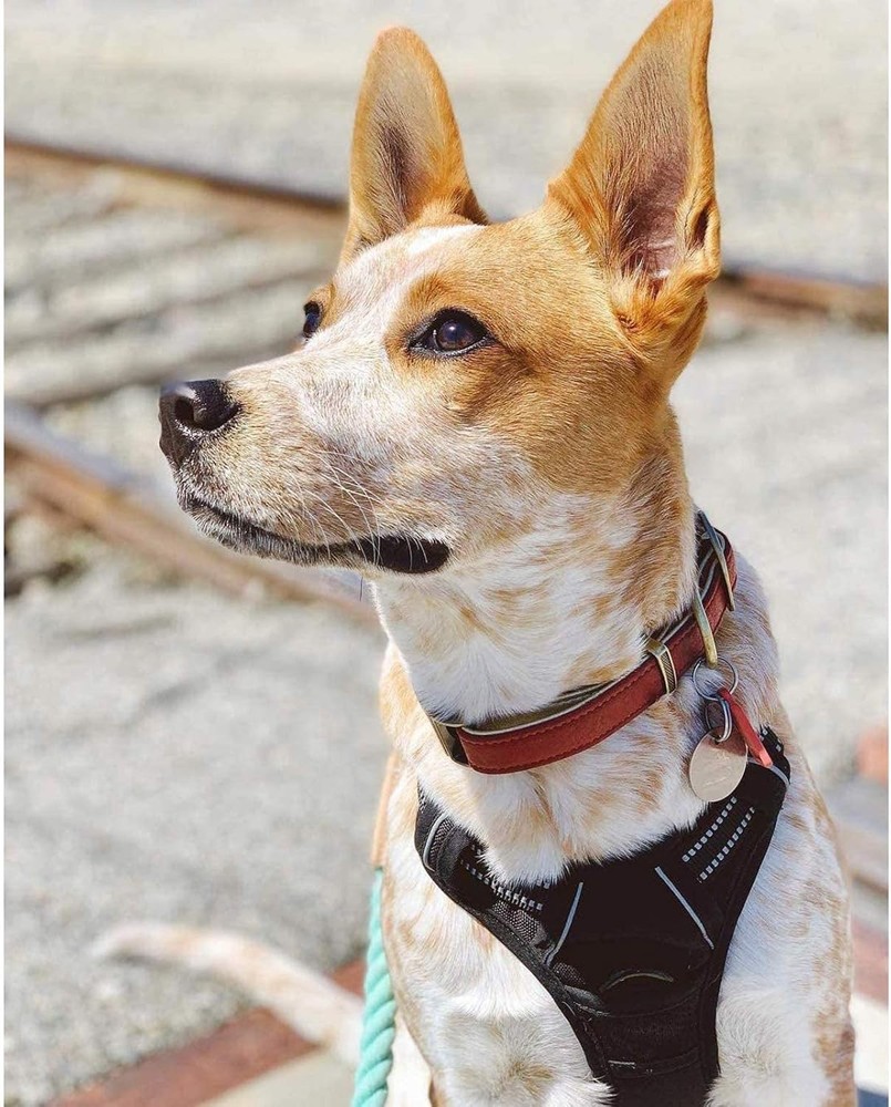 Dog Harness No Pull with 2 Leash Clips, Adjustable Soft Padded, Reflective Oxfor