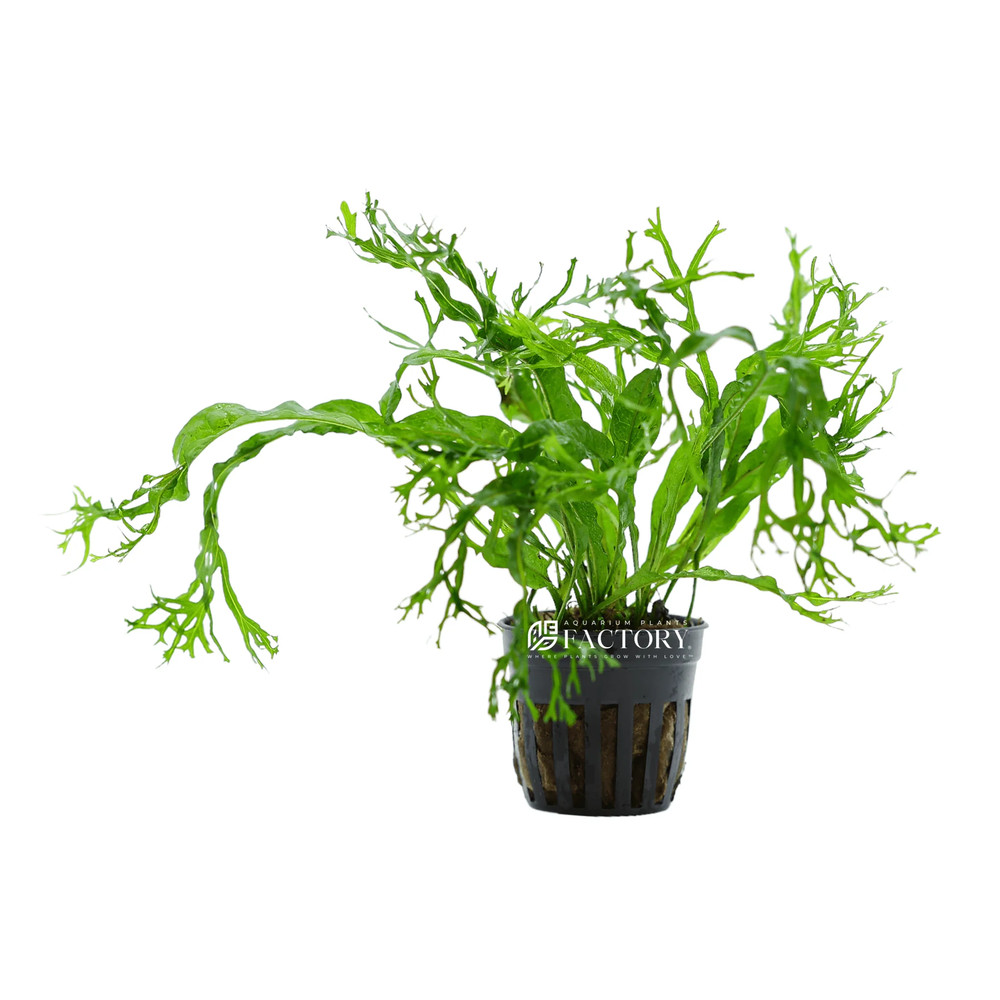 Java Fern Lace Windelov | Aquarium Plants Factory®