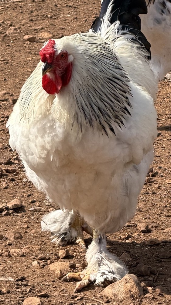 Pure Bred White Light Brahma Fertilized Chicken Hatching 12 Eggs