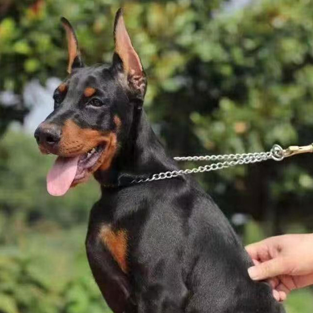 s Dog Ear Standing Tool Patch Pet Doberman Pinscher Baby