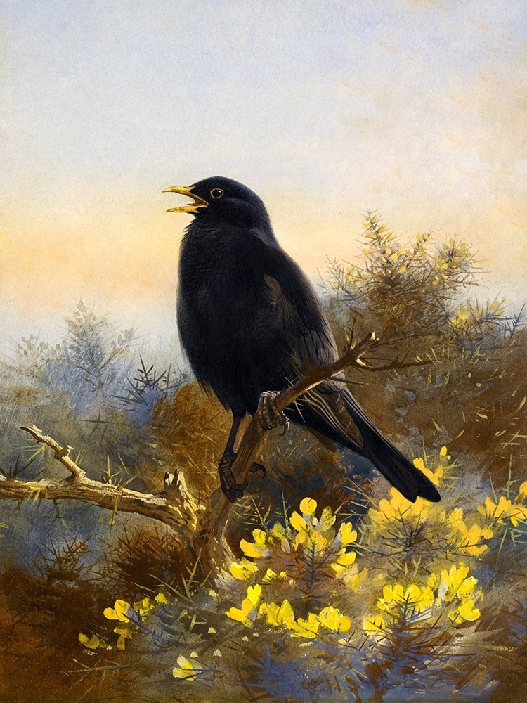 BLACKBIRD A. Thorburn flowers bird Tile Mural Kitchen Backsplash Marble Ceramic