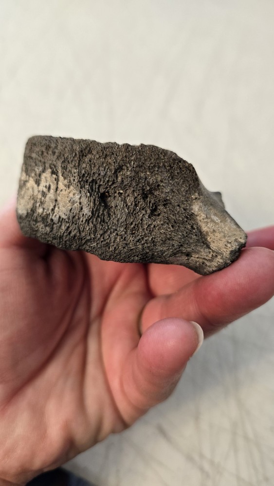 Fossilized Mosasaurus? Vertebra? Reptile Bone? Dinosaur? Real? Replica? READ