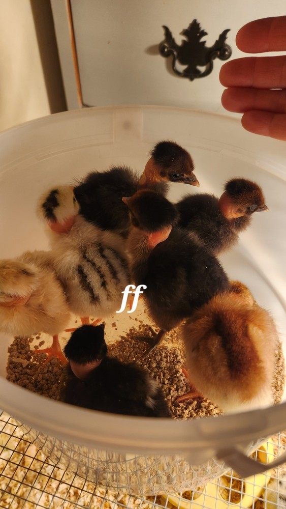 18 Nacked Neck Hatching Eggs Fertile