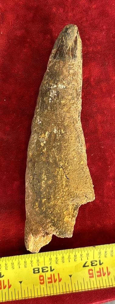 Authentic 4” Spinosaurus Tooth Fossil