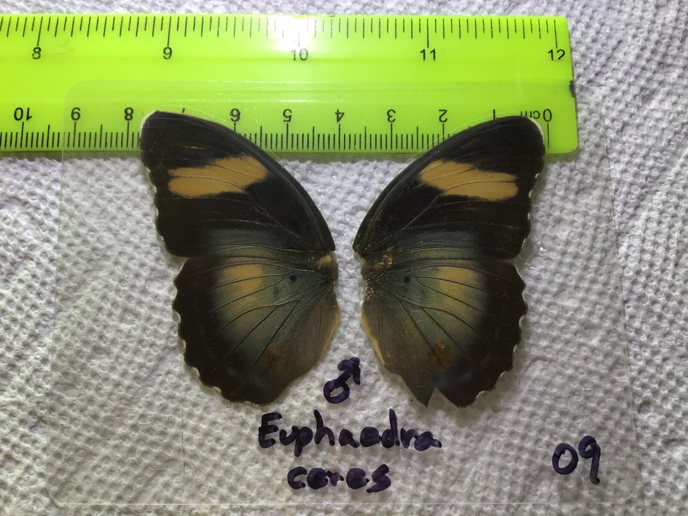UAE 09  A+/ A  Euphaedra ceres  CLOSE OUT SALE