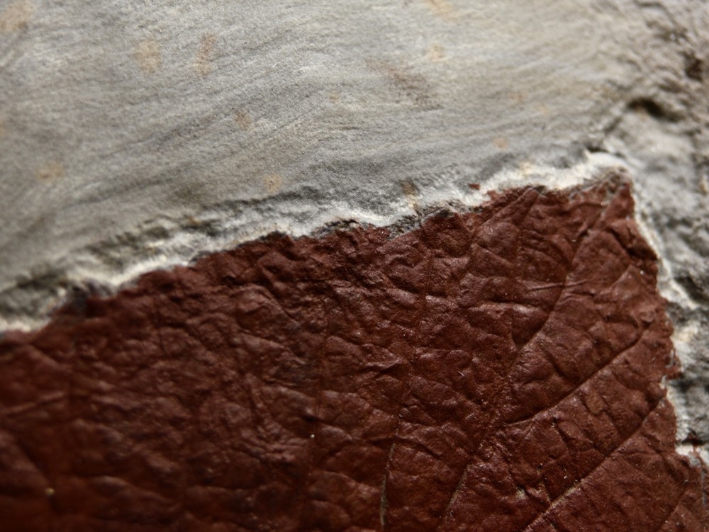 Gorgeous Leaf Fossil, Glendive, Montana