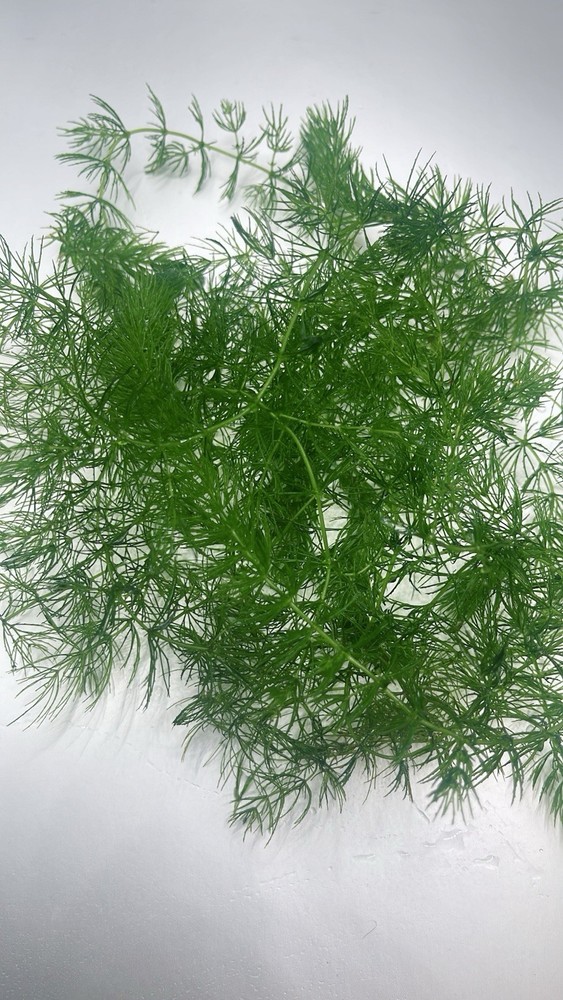 Combo : Java Moss, Hornwort,Guppy Grass Buy 2 Get 1 Free