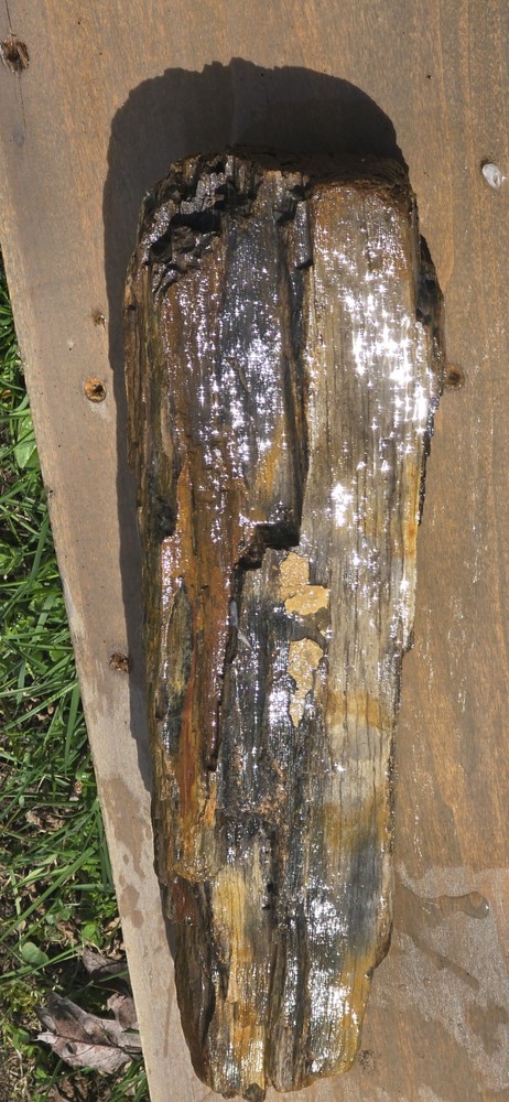 6lb Petrified Wood