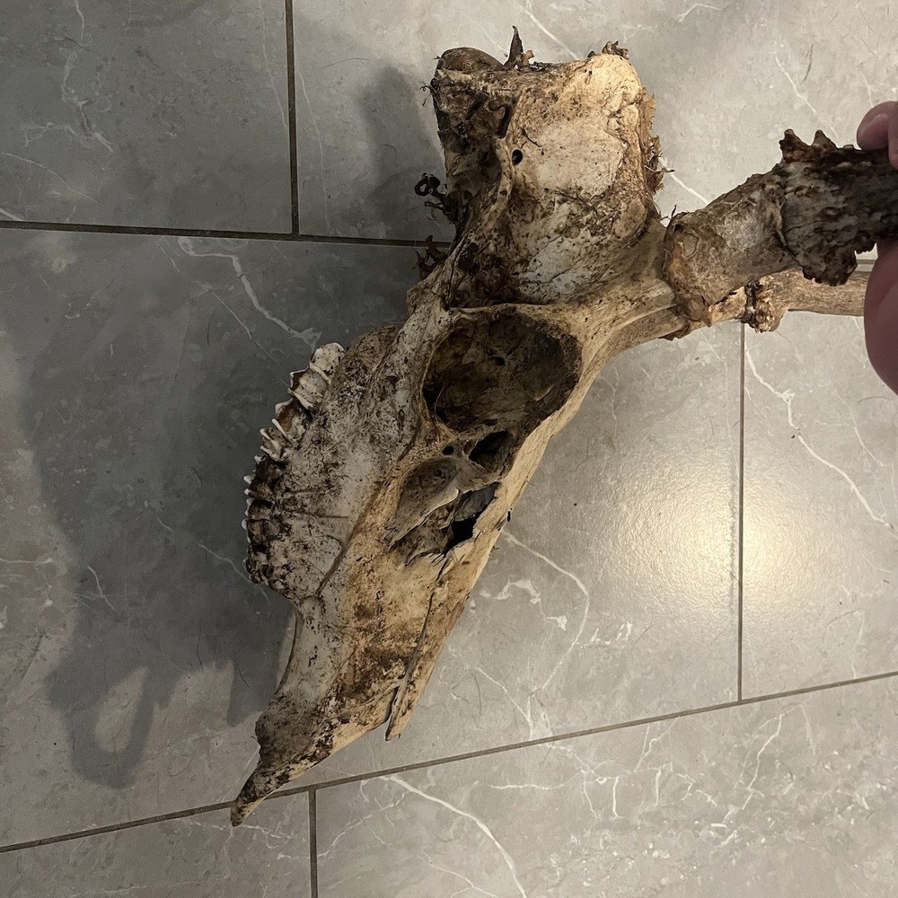 Genuine Weathered Elk Antlers/Mount- Rustic Decor