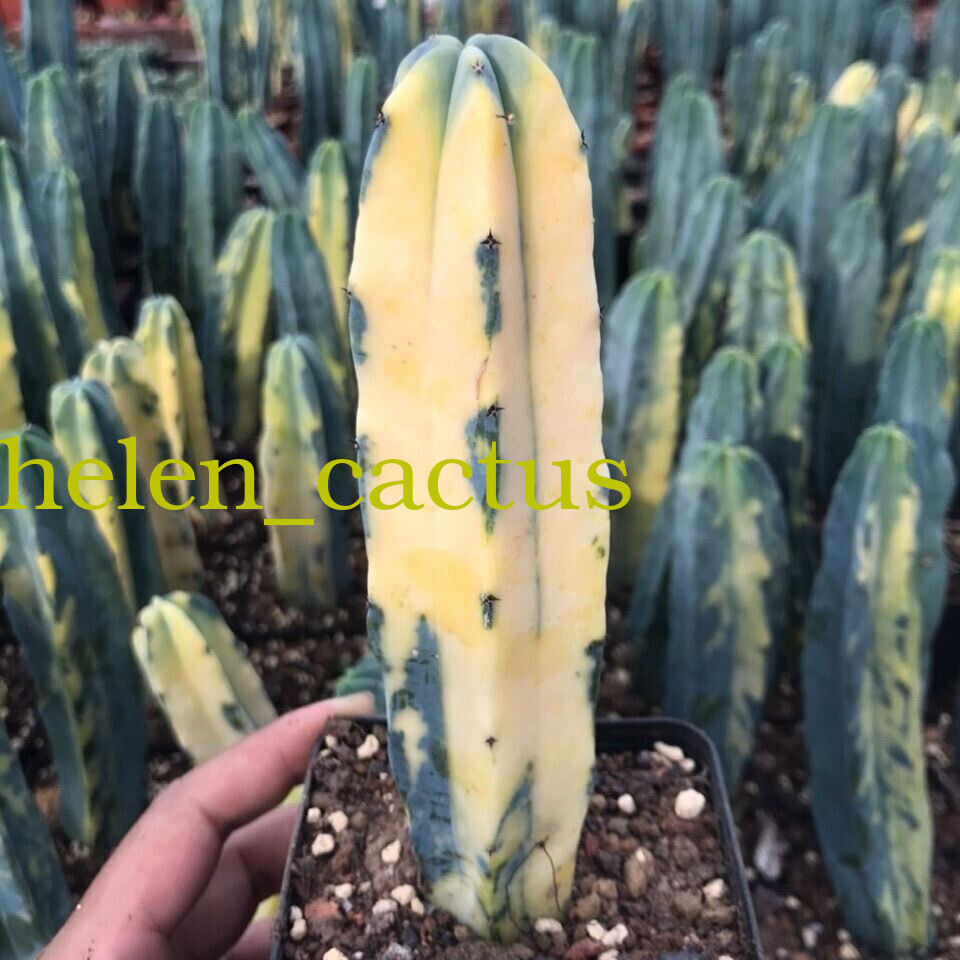 Myrtillocactus geometrizans Variegated Succulent plants 8-12CM