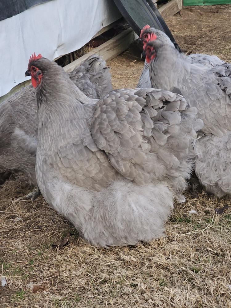8+ English Lavender Orpington Hatching Eggs