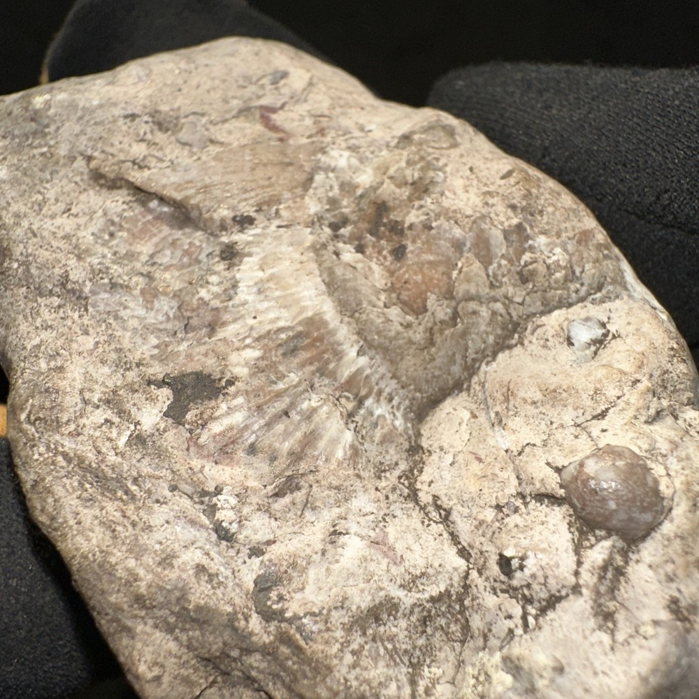 Fossil From Minnesota Emblem Rock Natural Stone