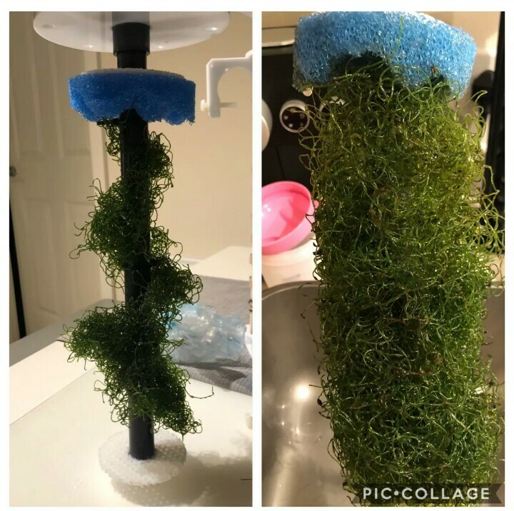 Algae Reactor A50 (200l). Phosphate and Nitrate Removal.