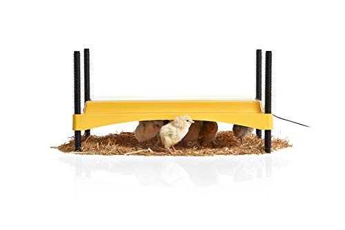 Products Ecoglow Safety 1200 Brooder for Chicks Or Ducklings, Yellow/Black