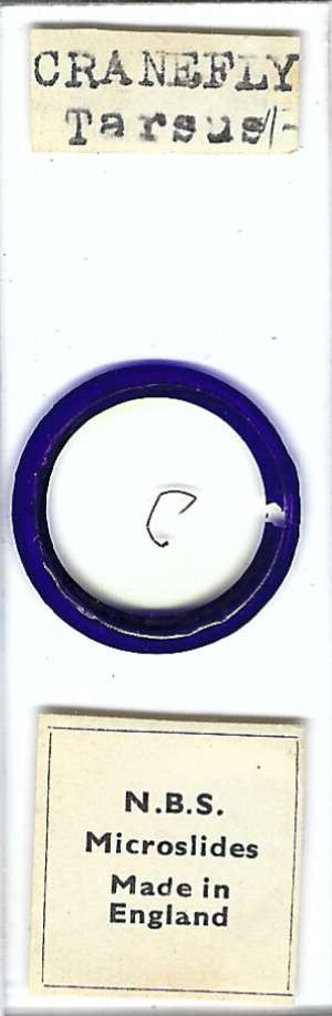 Cranefly Tarsus Microscope Slide by N.B.S.