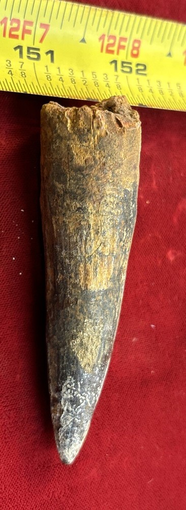 3 1/8 inch spinosaurus tooth