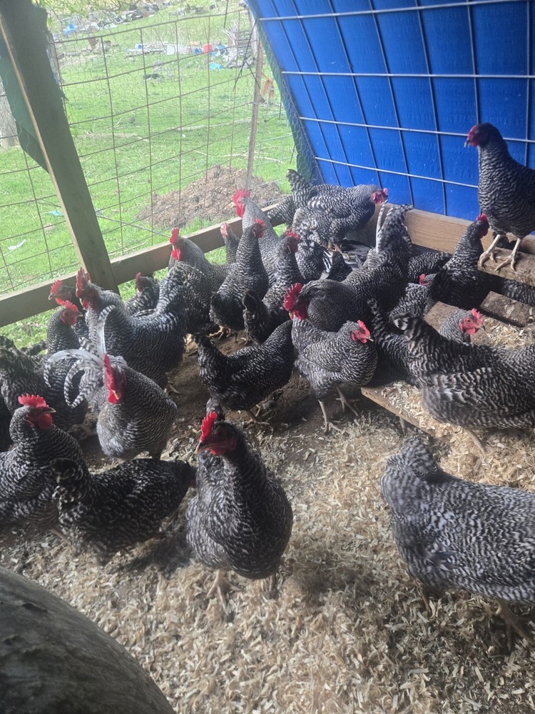 Barred Rock Hatching Eggs-12 Plus 2 Extra