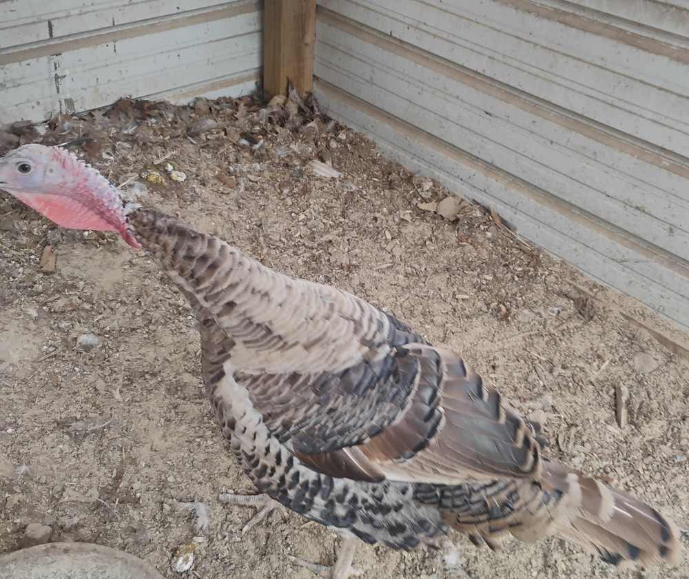 Pre Sale ! Fall Fire Turkey Hatching Eggs
