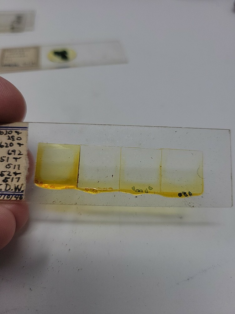 Vintage Microscope Slide 1940