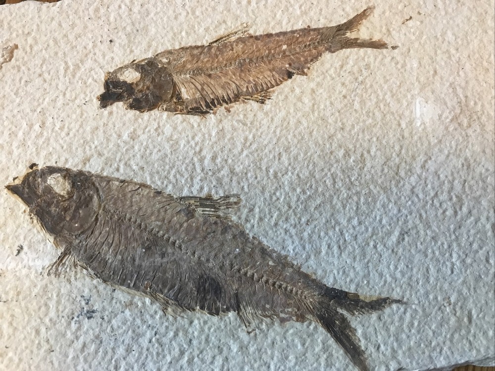 Multiple Fish Fossil Plate
